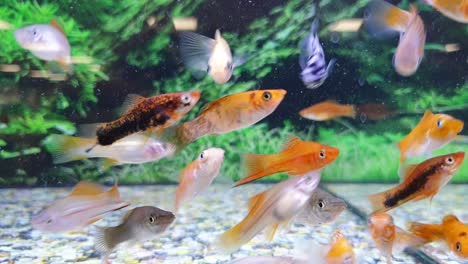 Close-up-of-male-and-female-swordfish-in-tropical-freshwater-fish-tank