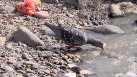 Pigeon-drinking-polluted-sea-water_carter-Road-Bandra