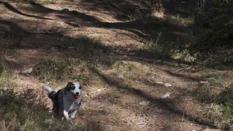 Un-Perro-Pastor-Corriendo-Hacia-La-Cámara-Con-Una-Bola-Roja-En-La-Boca