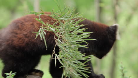 Endangered-Red-Panda-With-Dense-Reddish-brown-Fur