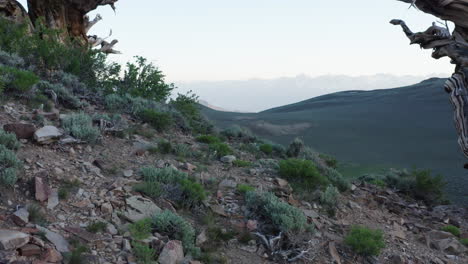 Antiguos-Pinos-Bristlecone-De-Pie-Resistente-Sobre-Una-Ladera-Rocosa-Dentro-Del-Antiguo-Bosque-De-Pinos-Bristlecone