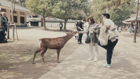 Tourists-Feed-A-Deer-In-Nara-Park,-Japan---Wide-Shot