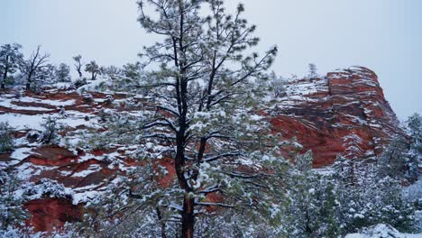 Pan-down-shot-of-a-snow-covered-Pine-tree-at-the-top-of-the-mountains-in-Zion-National-park