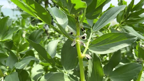 Vicia-Faba-Saubohne-Favabohnenpflanze-Wächst-Im-Frühling-Auf-Dem-Bauernhof-Und-Macht-Eintopf,-Frisches-Türkisches-Italienisches-Essen,-Bio-Pecorino-Käseknospen-Blühen-Im-Hyrkanischen-Wald-In-Der-Iranischen-Naturlandschaft