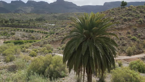 Fliegen-In-Der-Nähe-Einer-Hübschen-Kanarischen-Palme-Auf-Der-Insel-Gran-Canaria