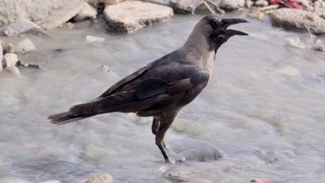 Krähe-Sitzt-Auf-Stein-Im-Verschmutzten-Strandwasser-Und-Sucht-Im-Wasser-Nach-Nahrung_Carter-Road-Bandra