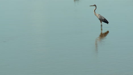 Great-Blue-Heron-At-Blackwater-National-Wildlife-Refuge,-Maryland---Wide-Shot