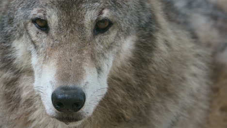 Close-up-Portrait-Of-A-Fierce-Gray-Wolf-