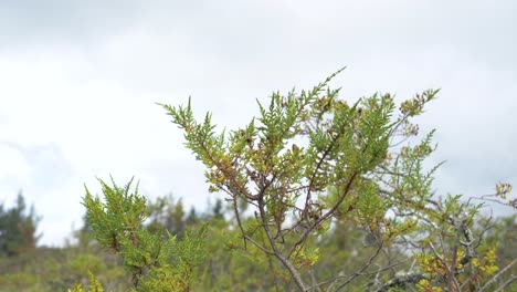 Statische-Aufnahme-Eines-Exotischen-Strauchs-An-Einem-Windigen-Tag-In-Ecuador