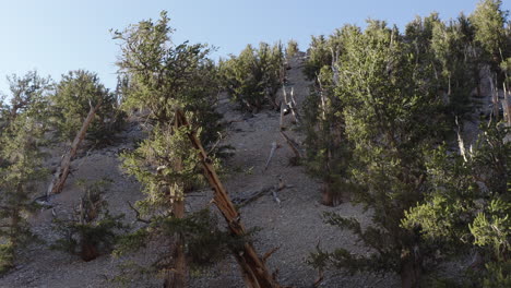 Drone-flies-over-the-forest-and-captures-ancient-bristlecone-pine-trees-collapsed-at-California,-USA