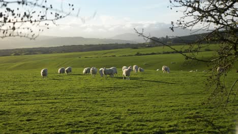 Ruhige-Aussicht-Auf-Eine-Herde-Schafe,-Die-Auf-Der-Wiese-Der-Wicklow-Mountains,-Irland-Grasen