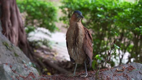 A-Malayan-night-heron-stands-alert-on-the-forest-floor,-eyes-scanning-its-surroundings-with-caution,-close-up-shot