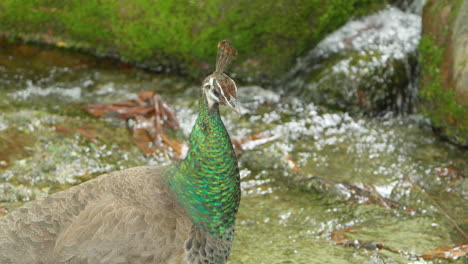 Female-Peafowl-Near-Running-Stream-Of-A-River