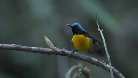 Aves-Raras-De-Nepal