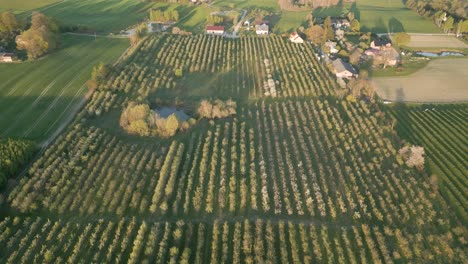 Lush-farm-land-with-rows-of-fruit-trees-in-apple-orchard-in-Poland,-high-aerial