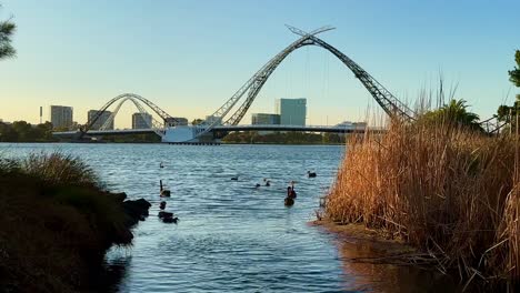 Black-Swans-on-Swan-River,-Perth-with-Matagarup-Bridge,-early-morning,-centralised-shot