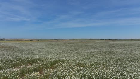 Vuelo-Bajo-Con-Un-Dron-Sobre-Una-Gran-área-De-Cultivo-Total-Y-Concurrido-De-Plantas-De-Margaritas,-Especies-Comunes-Con-Su-Llamativo-Color-Blanco-Y-Amarillo,-En-El-Fondo-Hay-Un-Color-Azul-Que-Es-Relajante.