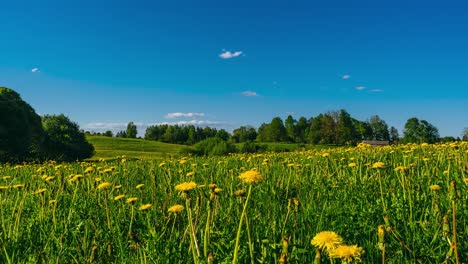 Blooming-dandelion-in-a-meadow-full-of-yellow-flowers