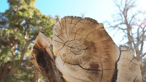 Closeup-view-of-dead-tree-in-ancient-bristlecone-pine-forest,-California,-USA