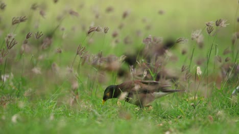 Close-slomo-of-myna-birds-moving-around-on-green-grass-on-Maui,-Hawaii