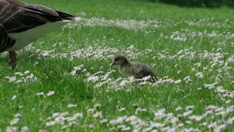 Graugans-Und-Gänschen-In-Zeitlupe-Auf-Einem-Feld