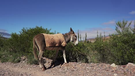 Ein-Esel,-Angebunden-Auf-Einem-Feld-Im-Nordosten-Argentiniens,-In-Jujuy