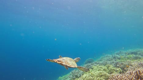 A-hawksbill-sea-turtle-swims-above-coral-reef-in-Raja-Ampat,-Indonesia