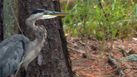 Gran-Garza-Azul-Caminando-En-El-Refugio-De-Vida-Silvestre-Blackwater-En-Maryland,-EE.UU.