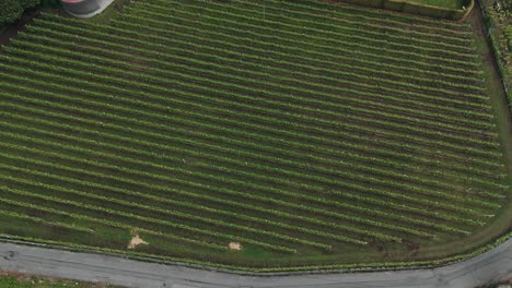 Luftaufnahme-Von-üppigen-Weinbergen-Mit-Ordentlichen,-Parallelen-Reihen,-Die-Sich-über-Eine-Grüne-Landschaft-Im-Norden-Portugals-Erstrecken