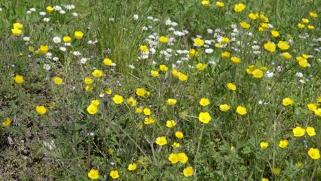 Kamille-Und-Kriechende-Hahnenfuß-Auf-Einer-Wilden-Wiese-An-Einem-Sonnigen-Tag-Im-Frühling