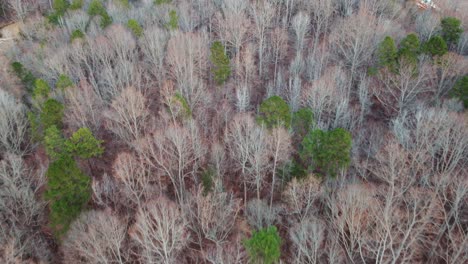 Un-Hermoso-Bosque-Con-árboles-Secos-En-Un-Típico-Día-De-Otoño-En-Los-Estados-Unidos