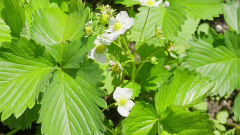 Fresh-strawberry-flowers-blooming-among-green-leaves-in-sunlight