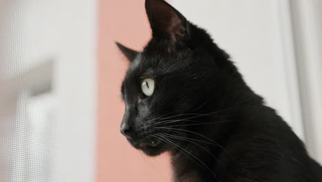 Profil-Einer-Schwarzen-Katze---Nahaufnahme