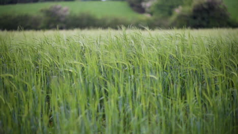 A-field-of-barley-on-a-farm-in-Northern-Ireland