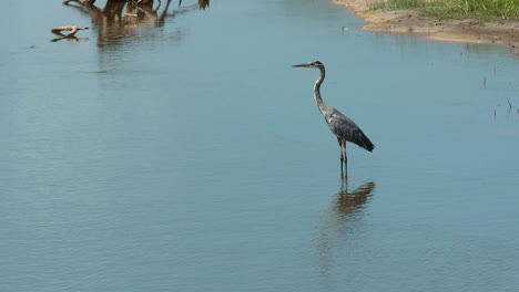 Gran-Garza-Azul-Parada-En-El-Agua-En-El-Refugio-Blackwater-En-Maryland,-EE.UU.