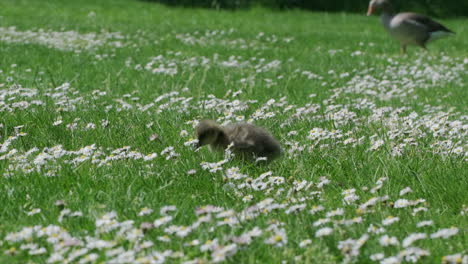 Graugans-Gänseküken-In-Einem-Feld-Aus-Gänseblümchen