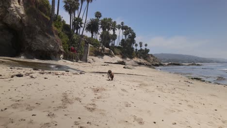 Schöner-Strand-An-Der-Küste-Kaliforniens-Mit-Spielendem-Hund-–-4K-Bewertung