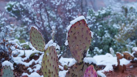 Un-Cactus-De-Cerca,-Con-Nieve-Cayendo-Sobre-él-En-Las-Montañas-De-Sión-En-Un-Día-Frío.