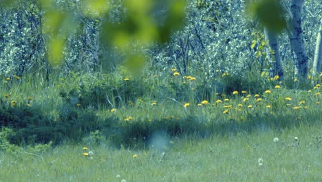 Natur-Hintergrund:-Hitzeflimmern,-Espenflaum-Weht-Auf-Einer-Grünen-Wiese