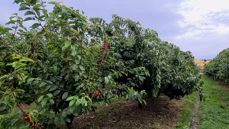 Reife-Rote-Kirschen-Hängen-An-Den-Zweigen-Der-üppigen-Kirschbäume,-Schöne-Obstgarten-Ernte-Im-Frühsommer