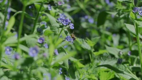 Honey-bees-territorially-fighting-for-space-in-slow-motion