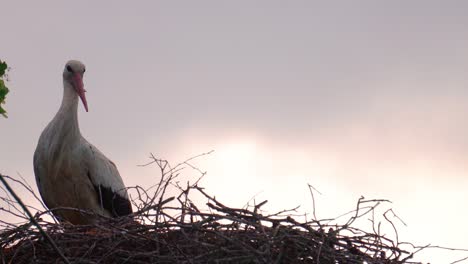 White-storks-in-wooden-branch-nest,-one-fly-away-for-food-search,-Latvia