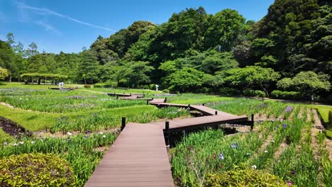 Ryontonji-Temple's-picturesque-landscape-with-a-zig-zag-bridge,-lush-vegetation,-and-colorful-flowers-in-Hamamatsu,-Japan