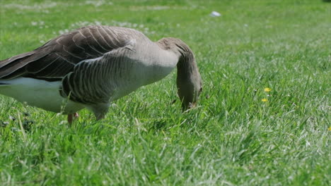 Graugans-Auf-Nahrungssuche-Im-Gras