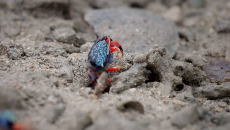 Fiddler-crabs,-,-colorful-animals,-sandy-mangrove-environment