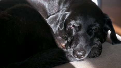 Senior-canine-sleeps-as-sunlight-beams-onto-its-face