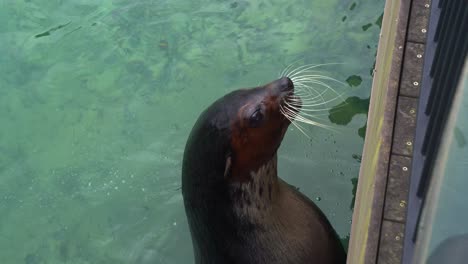 A-playful-sea-lion-or-fur-seal-given-the-instruction-to-open-its-mouth-by-the-trainer-and-agilely-catches-the-fish,-close-up-shot