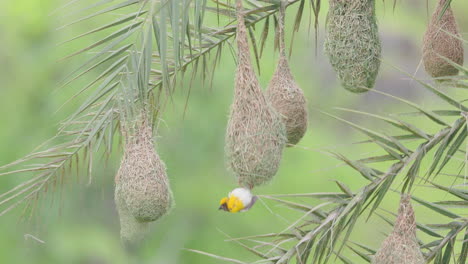 Gelbe-Männliche-Baya-Weber-Schützen-Die-Nester-Und-Stellen-Sich-Zur-Schau,-Um-Die-Weibchen-Zum-Teilweise-Gebauten-Nest-In-Einer-Palme-Zu-Locken