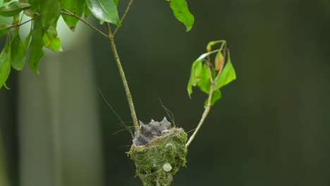 El-Pájaro-Monarca-Blanco-Y-Azul-De-Nuca-Negra-Vino-A-Ver-Por-Un-Rato-A-Su-Cría-La-Cual-Estaba-Acurrucada-Entre-Las-Ramas-De-Un-árbol