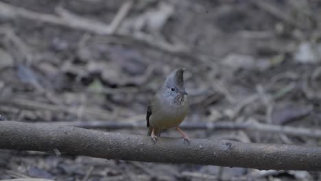 Fulchoki-Godawori-In-Kathmandu-Ist-Die-Heimat-Seltener-Vögel-Aus-Nepal